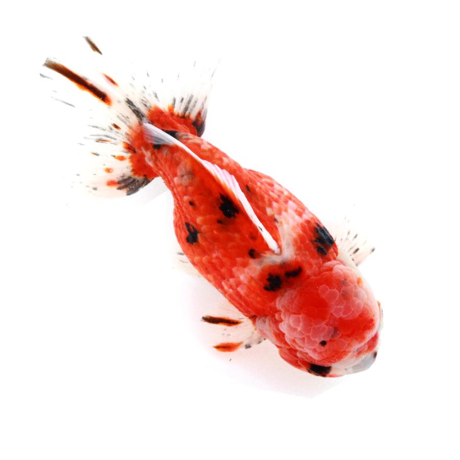 国産金魚）一点物 東錦ショートテール 変わり柄 薩摩産 14cm± （1