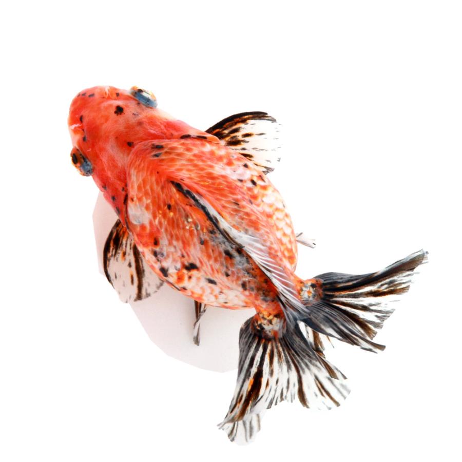 国産金魚）一点物 キャリコダルマ琉金ショートテール 変わり柄 薩摩産