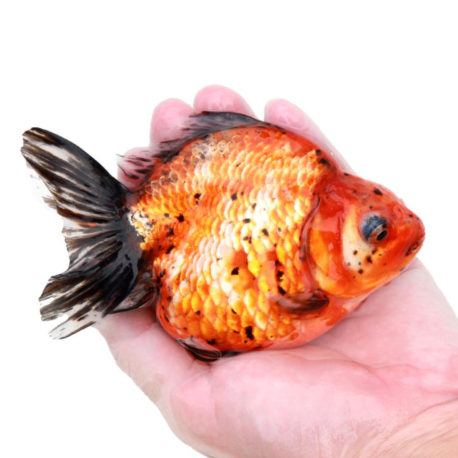 国産金魚）一点物 キャリコダルマ琉金ショートテール 変わり柄 薩摩産