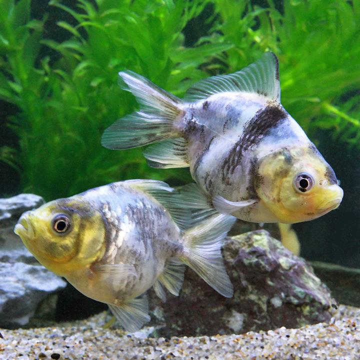 国産金魚）白黒オランダ獅子頭 ショートテール 薩摩産（1匹