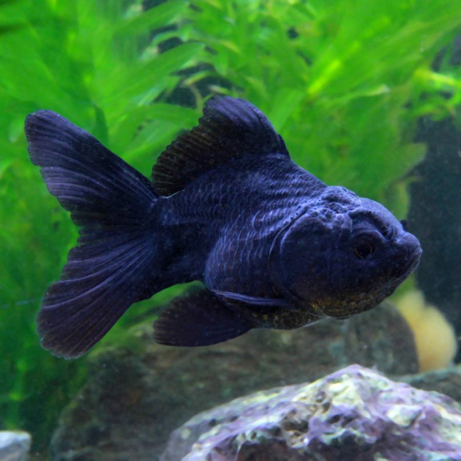 y　金魚　装飾的な黒色円形座卓　中国 y金魚装飾的な黒色円形座卓中国