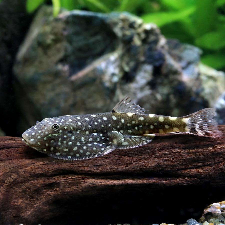 熱帯魚）ビックスポットボルネオ・プレコ（1匹） 北海道・九州航空便