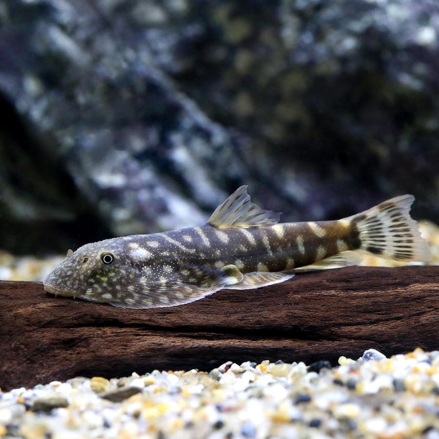 熱帯魚）ビックスポットボルネオ・プレコ（1匹） 北海道・九州航空便