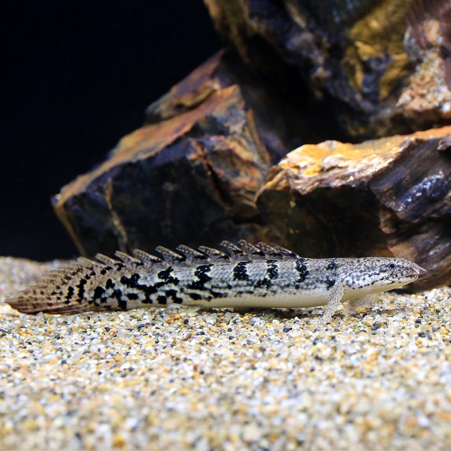熱帯魚）ポリプテルス・デルヘジィ MLサイズ（約15〜20cm
