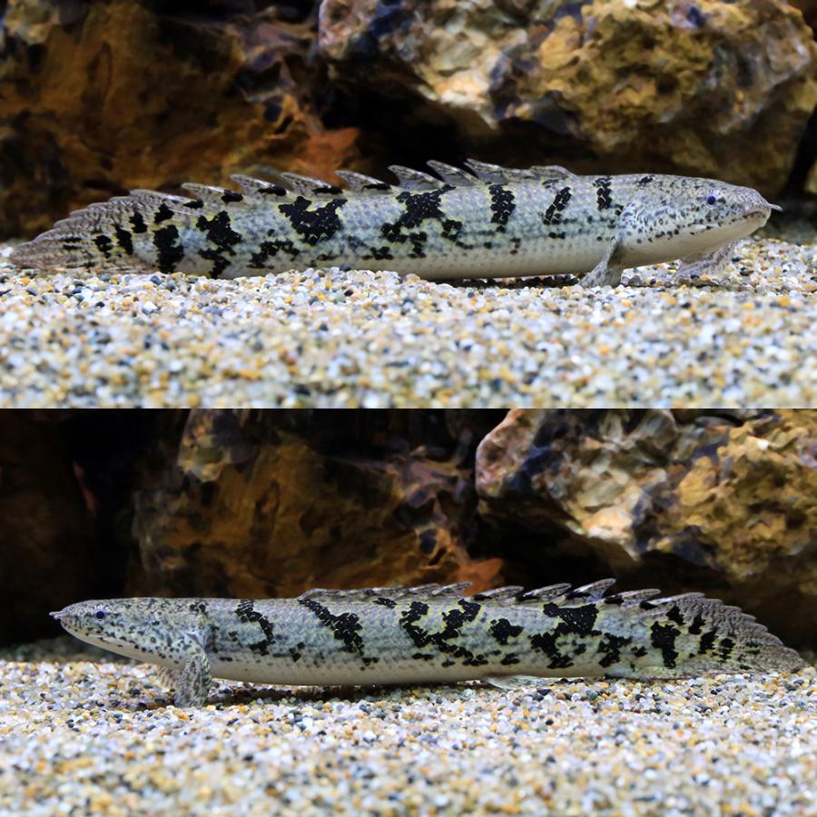 熱帯魚）ポリプテルス・デルヘジィ MLサイズ（約15〜20cm