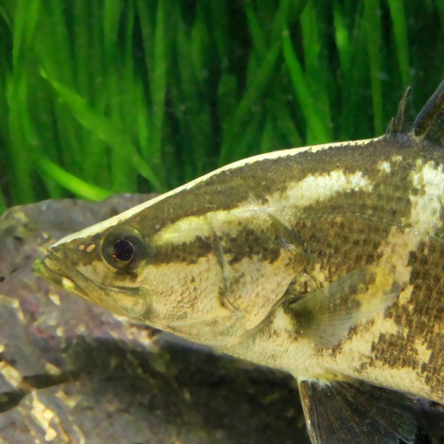 淡水魚）アカメ 28cm±（1匹） : チャーム charm ヤフー店 - 通販 