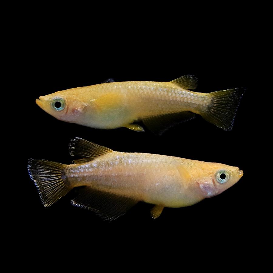 めだか）オフホワイトレッドメダカ メダカ屋サバンナ直系（5匹