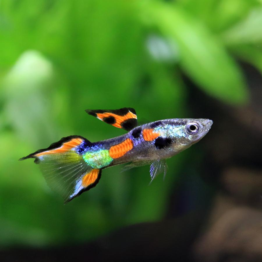 熱帯魚）国産ミックスエンドラーズグッピー（国産グッピー）（10ペア
