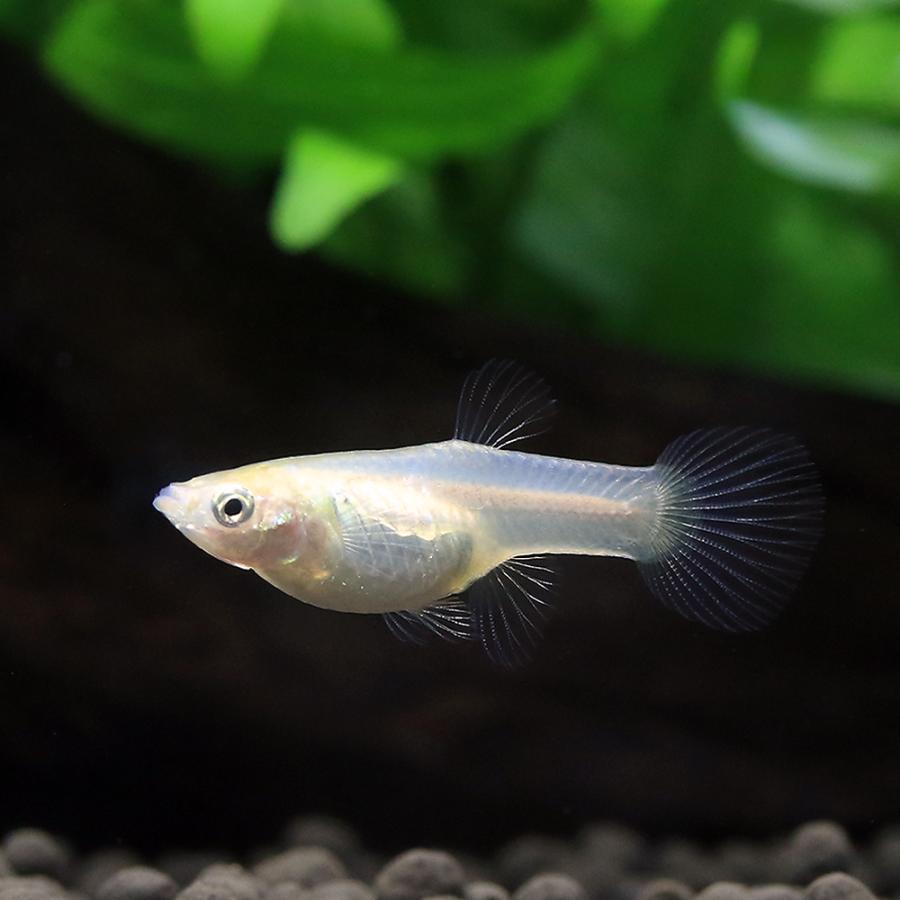 熱帯魚）国産ミックスエンドラーズグッピー（国産グッピー）（10ペア 