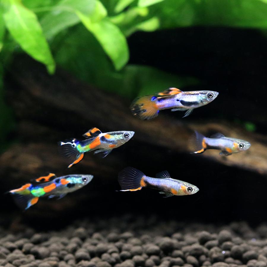 熱帯魚）国産ミックスエンドラーズグッピー（国産グッピー）（10ペア 