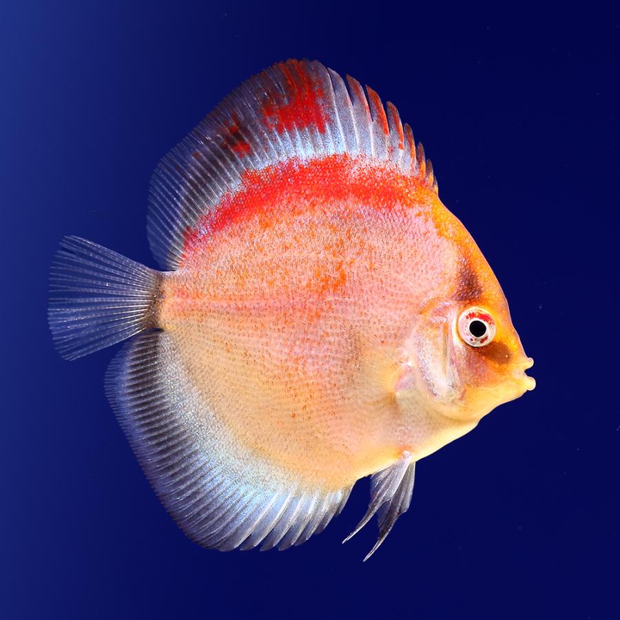 熱帯魚）イエローゴースト・ディスカス（Sサイズ）（1匹） 北海道