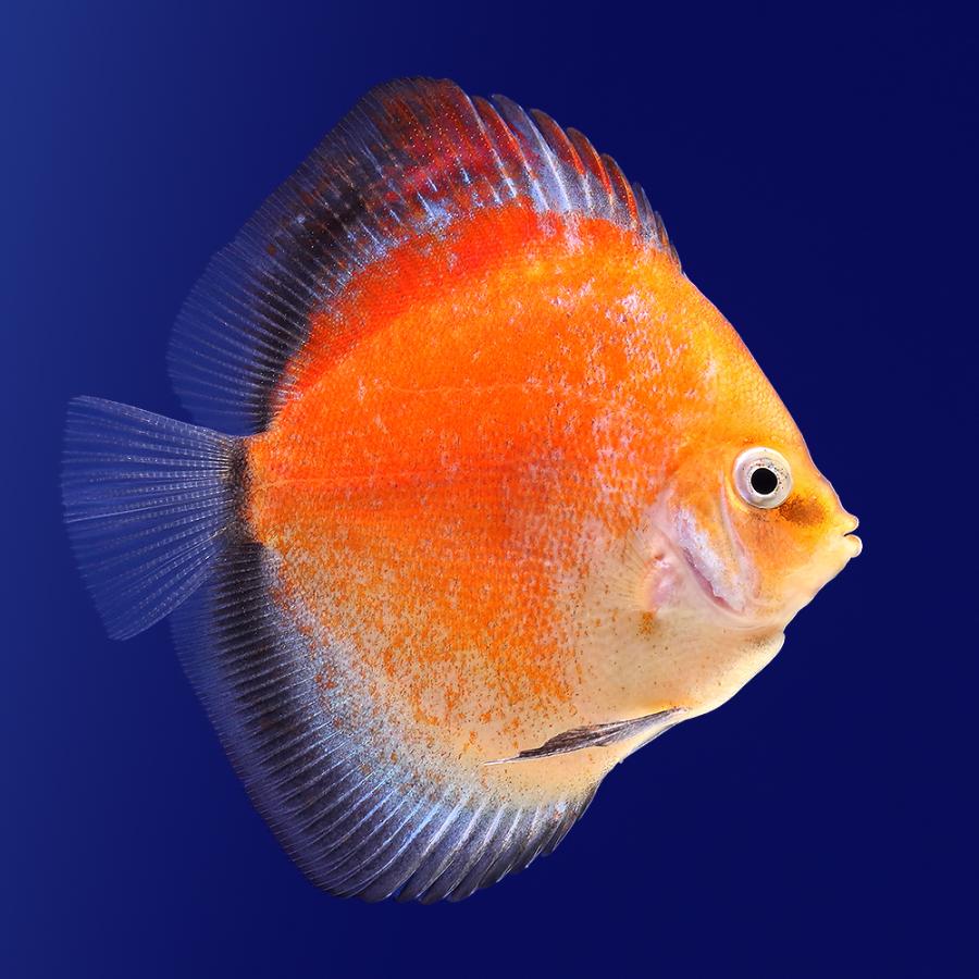 熱帯魚）イエローゴースト・ディスカス（Sサイズ）（1匹） 北海道