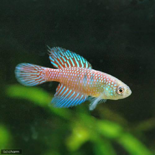 銀製熱帯魚 グリーンネオン・テトラ<熱帯魚解説> | AQUALASSIC