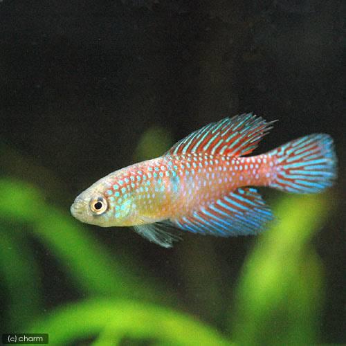 熱帯魚）シンプソニクティス・フルミナンティス オス（1匹） 北海道