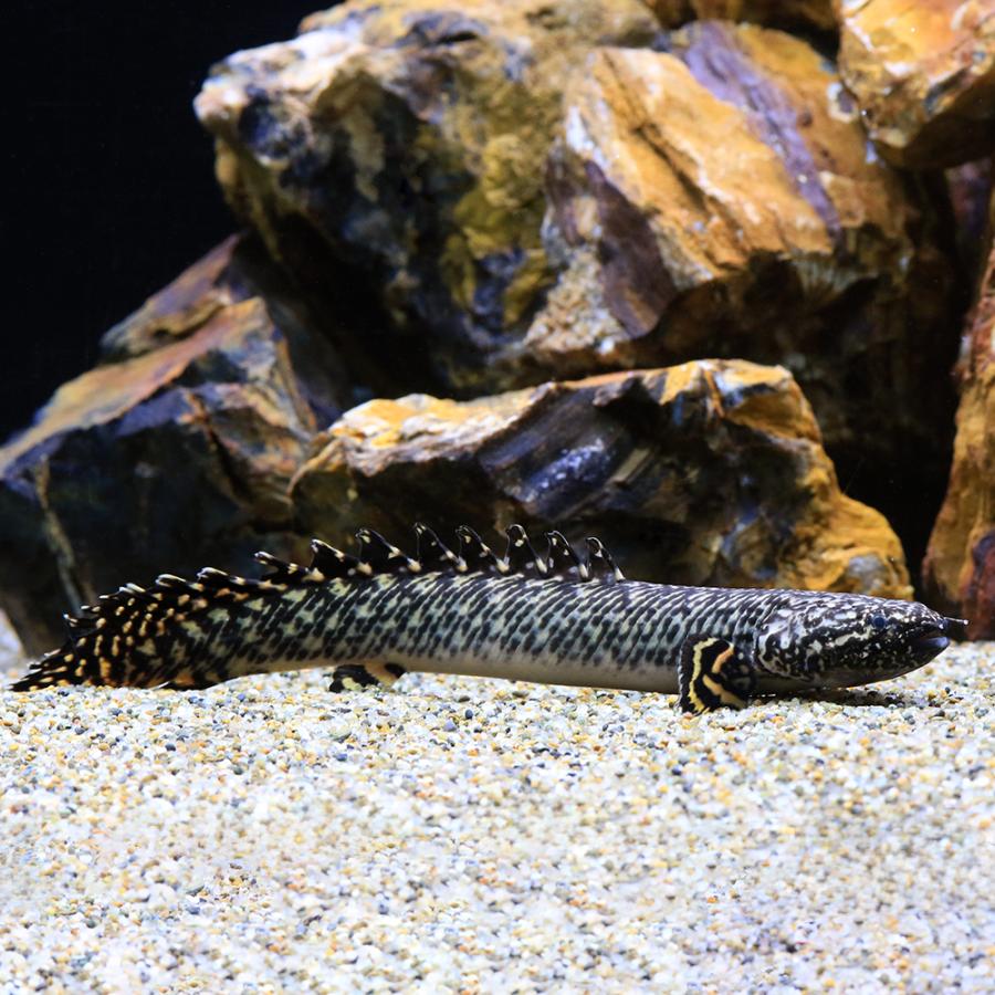熱帯魚）ポリプテルス・オルナティピンニス Mサイズ（約15
