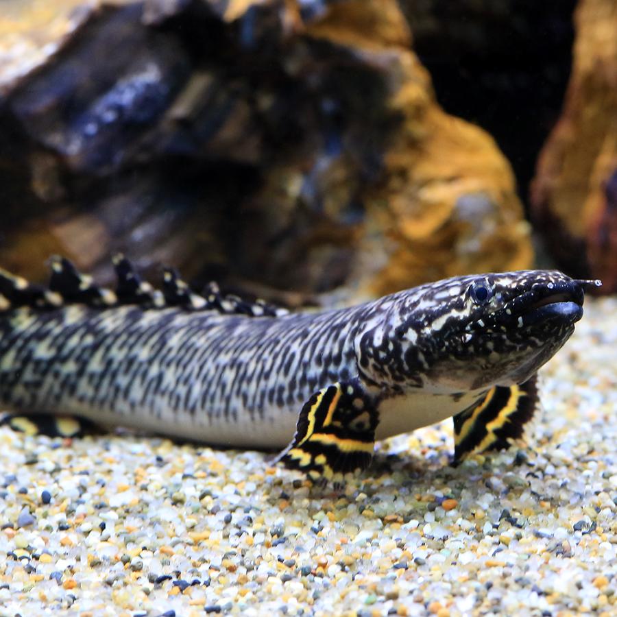 熱帯魚）ポリプテルス・オルナティピンニス Mサイズ（約15