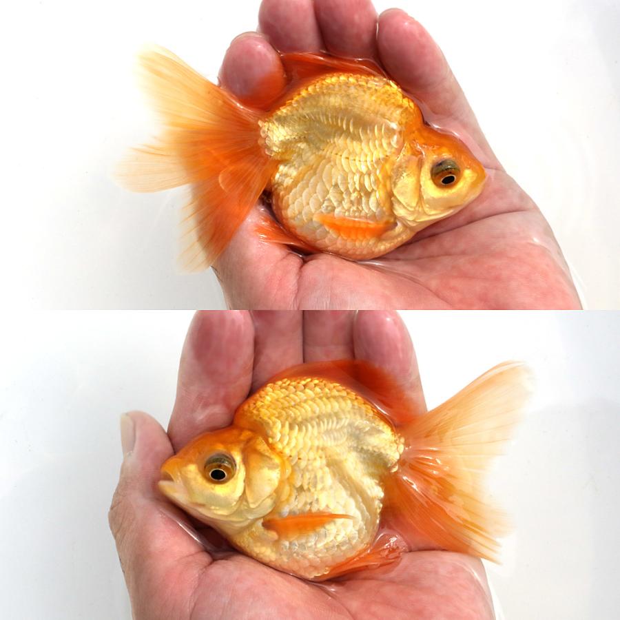 国産金魚）一点物 ダルマ琉金 ショートテール 薩摩産 10cm±（1匹