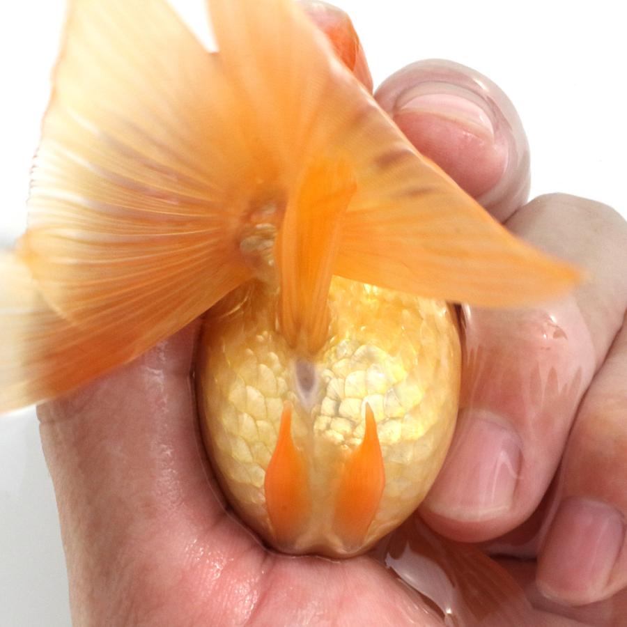 国産金魚）一点物 ダルマ琉金 ショートテール 薩摩産 10cm±（1匹