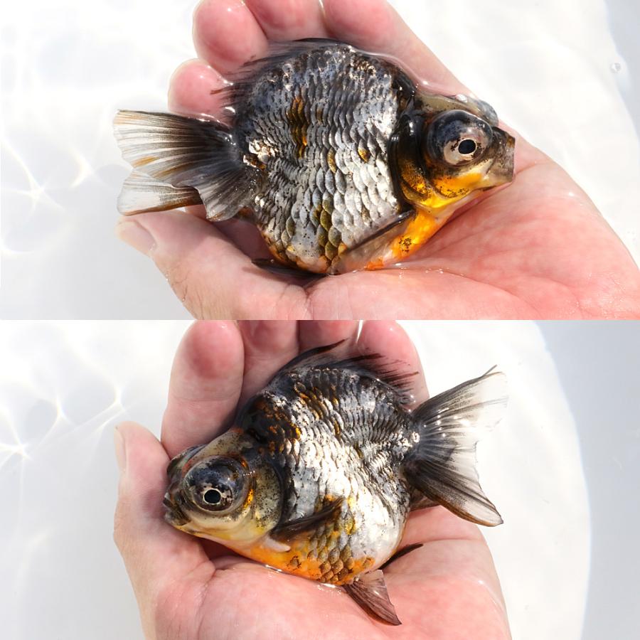 特38 金魚(未使用、12種完) 特38 金魚(未使用、12種完)