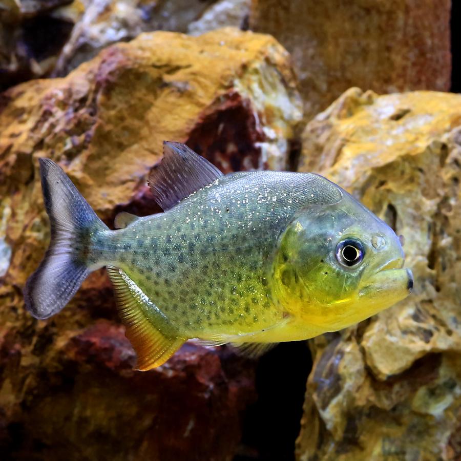入荷未定）（熱帯魚）ジャイアントイエローピラニア パンタナル 
