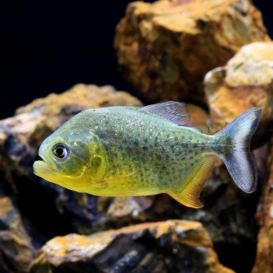 入荷未定）（熱帯魚）ジャイアントイエローピラニア パンタナル