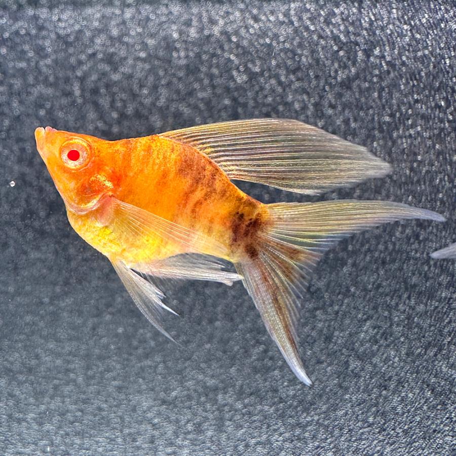 熱帯魚）一点物 アルビノゴールデンゼブラ バルーンライヤーテール 