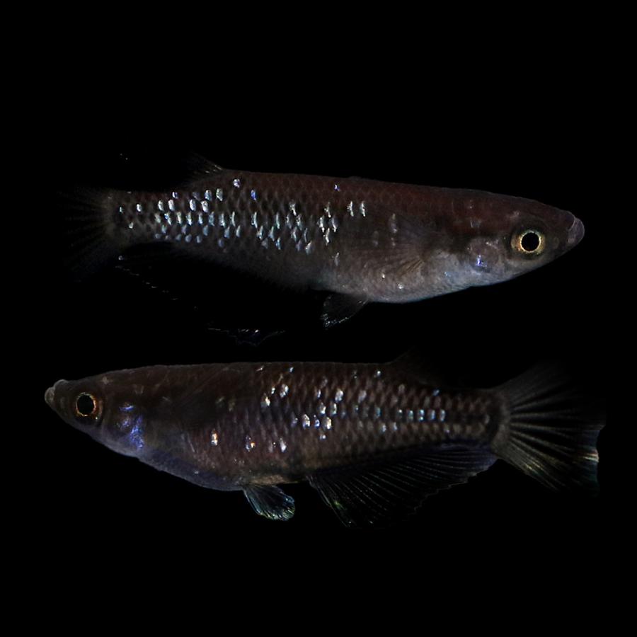 めだか）曜変天目メダカ（3匹） : チャーム charm ヤフー店 - 通販