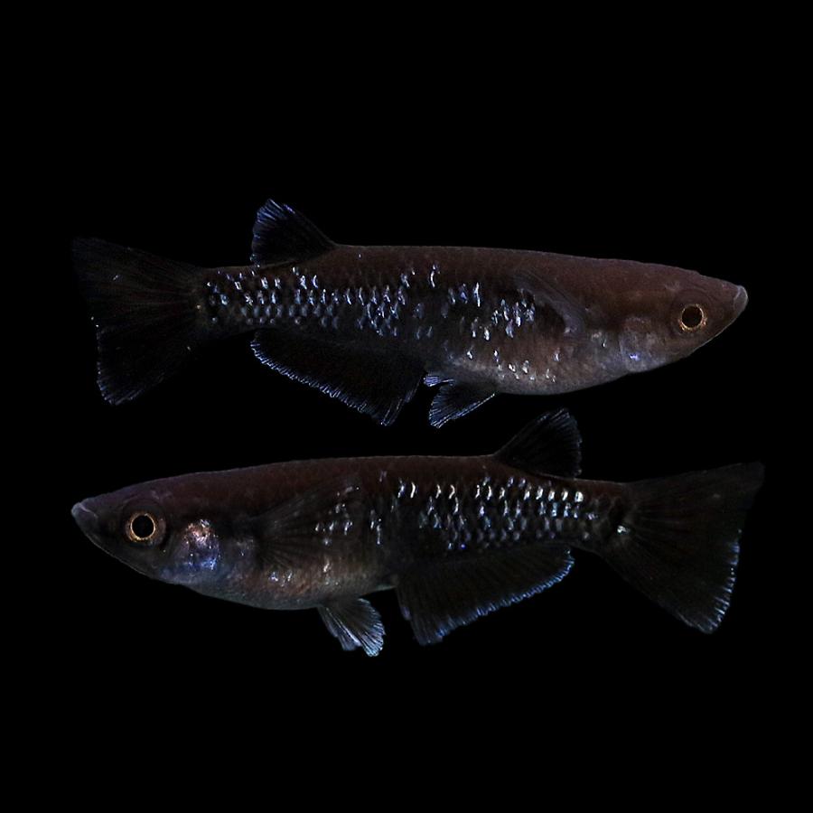 曜変天目めだか 曜変天目メダカの特徴と飼育方法 | JASMA 日本改良メダカの会
