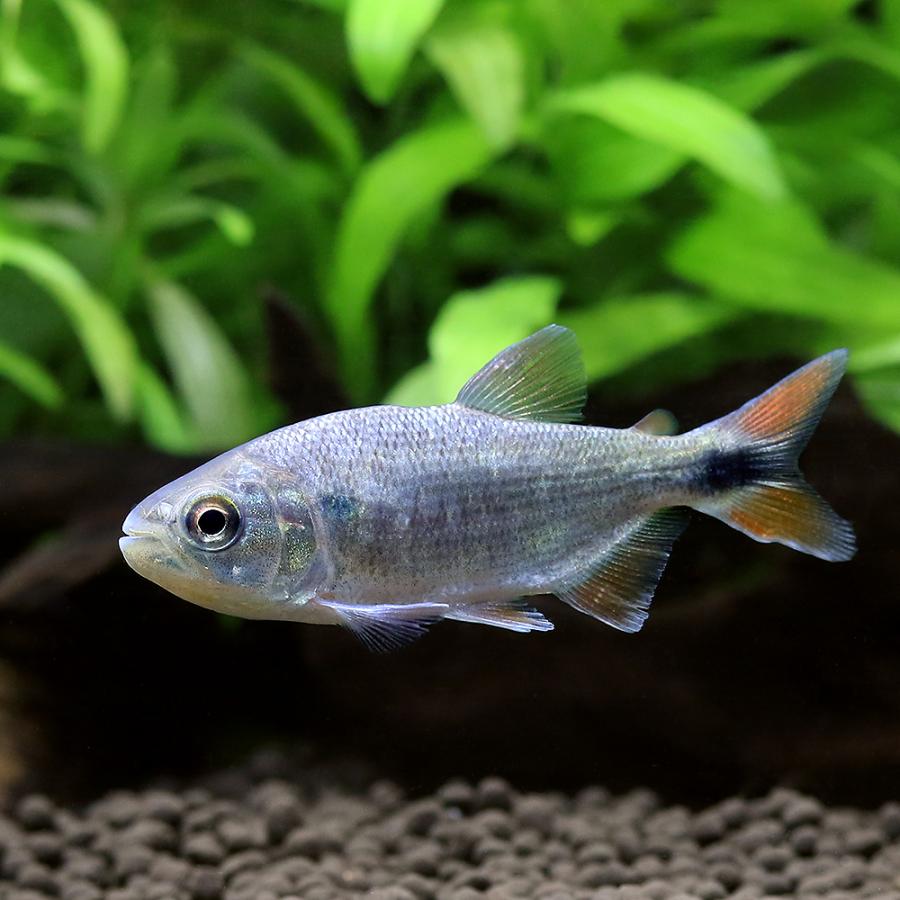 熱帯魚　レッドフィンブリコン　カラシン　 熱帯魚）レッドフィンブリコン コロンビア Mサイズ（1匹） 北海道