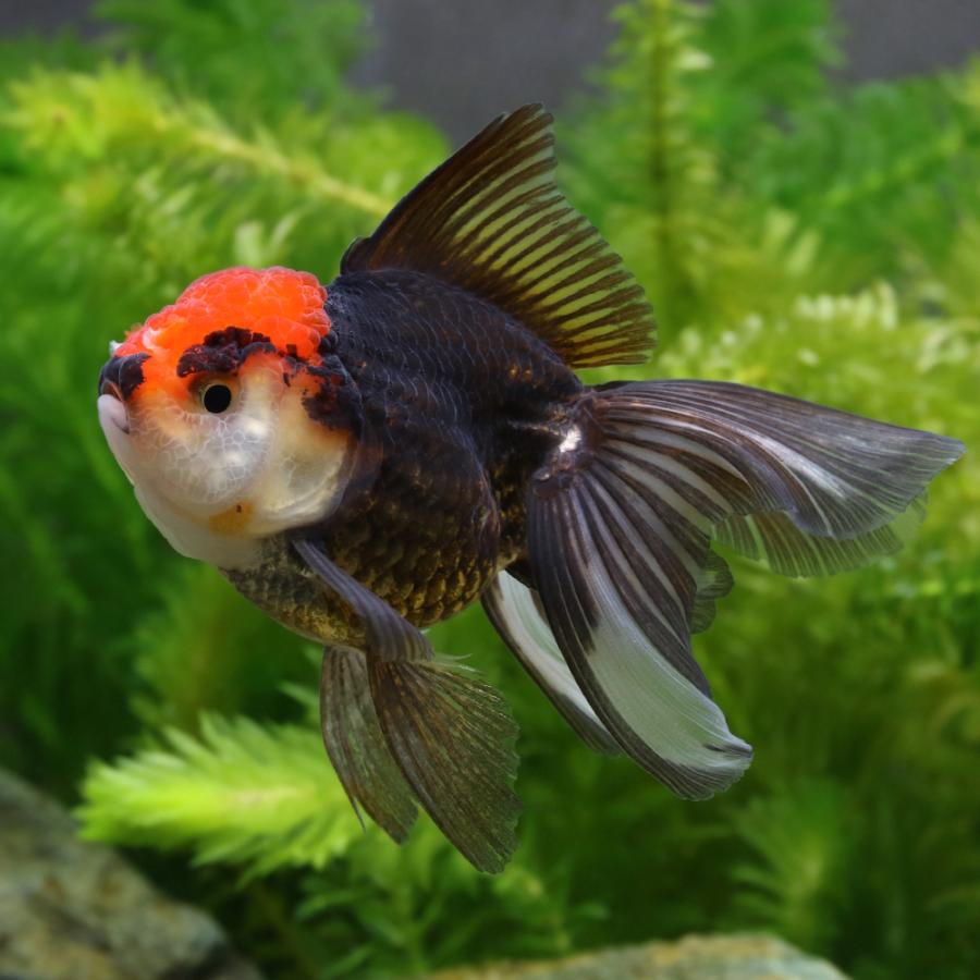 金魚）トリカラーオランダ獅子頭 6〜9cm（インドネシア産）（1匹