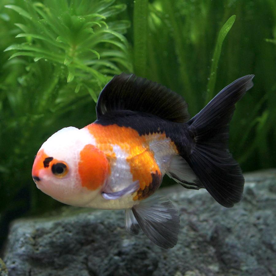 金魚）トリカラーオランダ獅子頭 6〜9cm（インドネシア産）（1匹