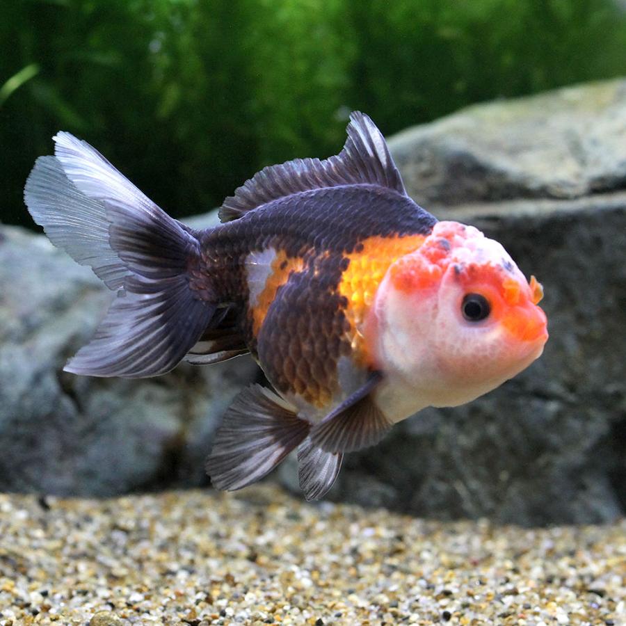 （金魚）トリカラーオランダ獅子頭　６〜９ｃｍ（インドネシア産）（１匹） |  | 02