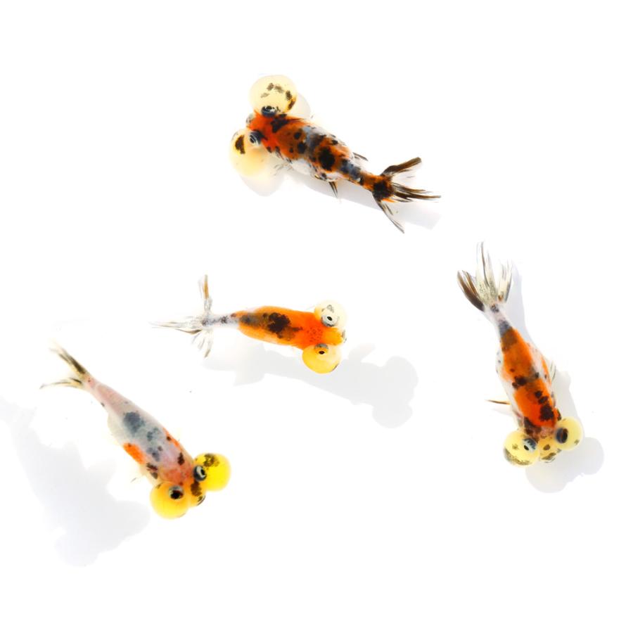 金魚）キャリコ水泡眼（インドネシア産）（1匹） : チャーム charm