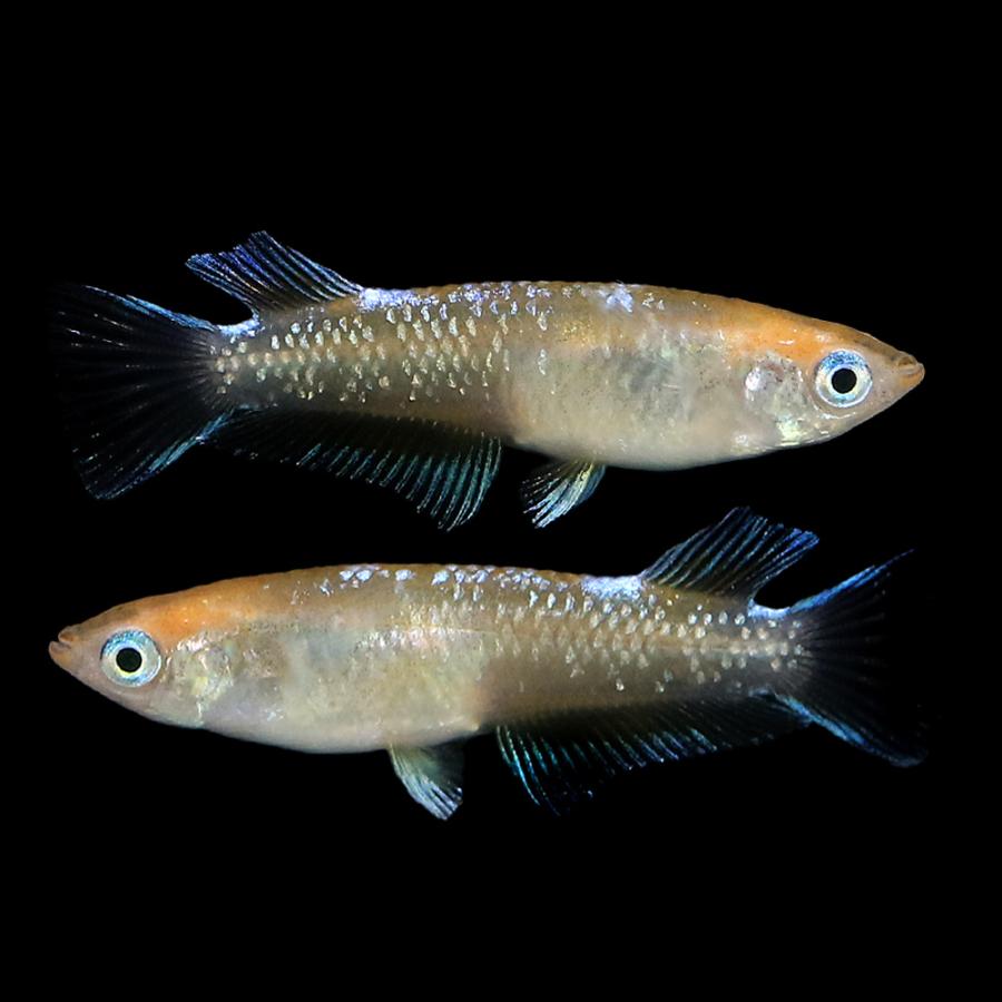 めだか）三色マリアージュキッシングワイドフィンメダカ（5匹