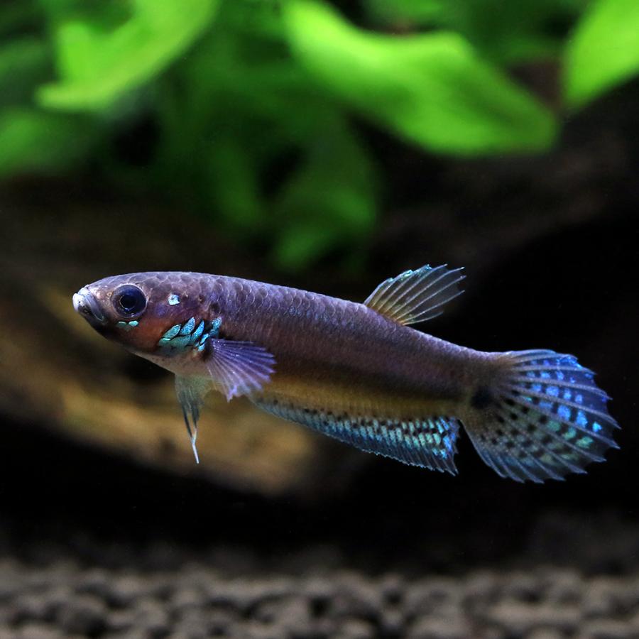 ワイルドベタ　ユニマクラータ　稚魚5匹セット　 ベタ・ユニマクラータの飼育・繁殖情報 – アクアトーチ