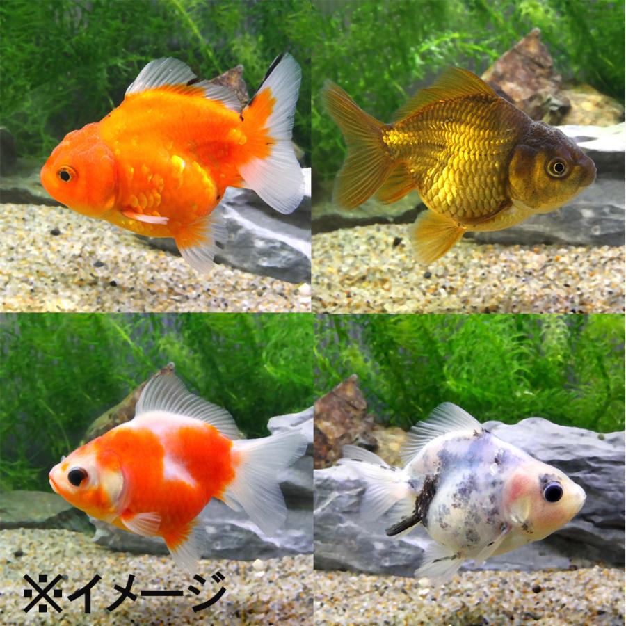 国産金魚）ショートテールオランダ型ミックス 色指定なし 薩摩産（3匹