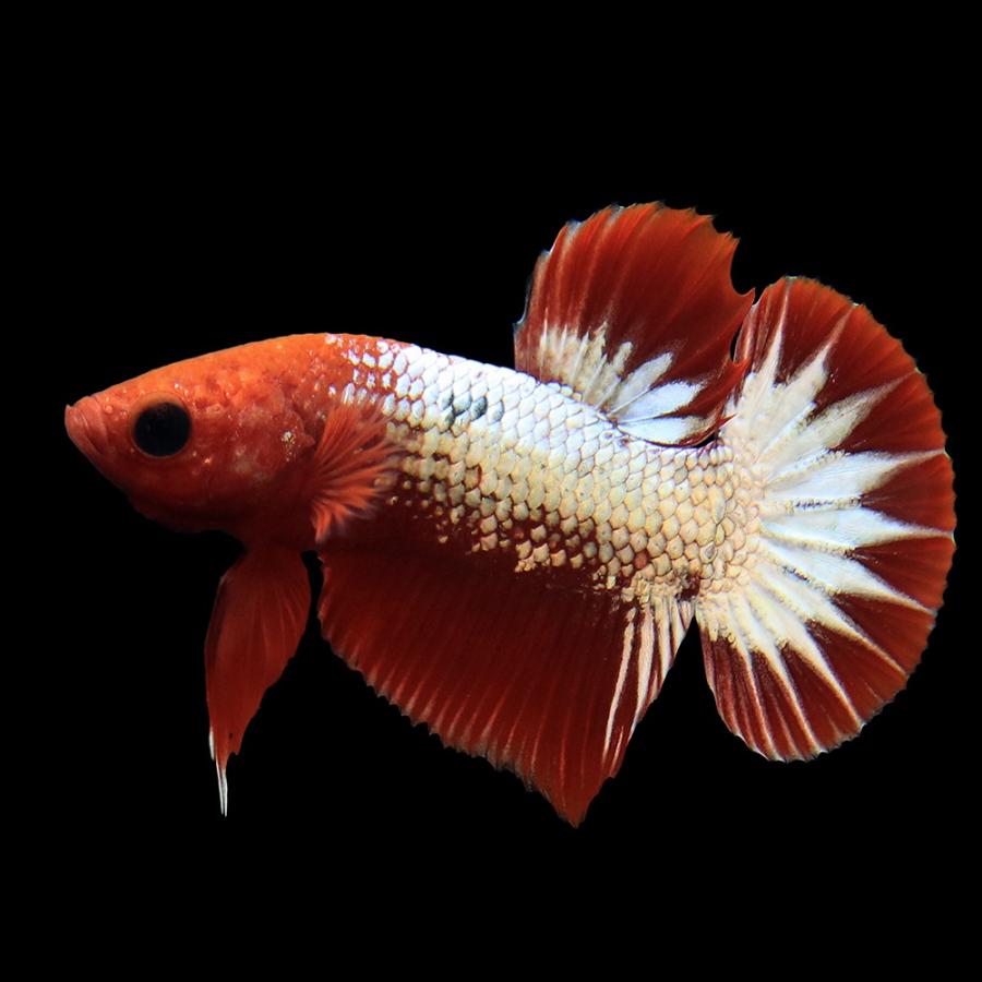 熱帯魚）ベタ・ハーフムーンプラカット ヘルボーイ オス（1匹