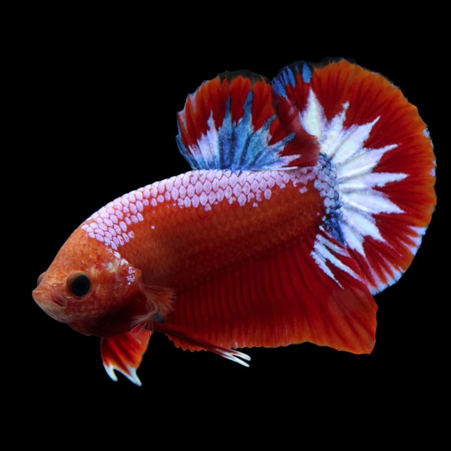 熱帯魚）ベタ・ハーフムーンプラカット ヘルボーイ オス（1匹