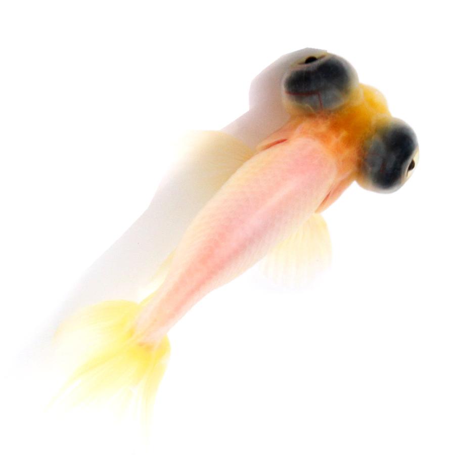 専用☆とんぼ玉☆出目ちゃん♪チャーム☆金魚 国産金魚）一点物 ミルク出目丹鳳 9cm±（1匹） 北海道航空便要保温