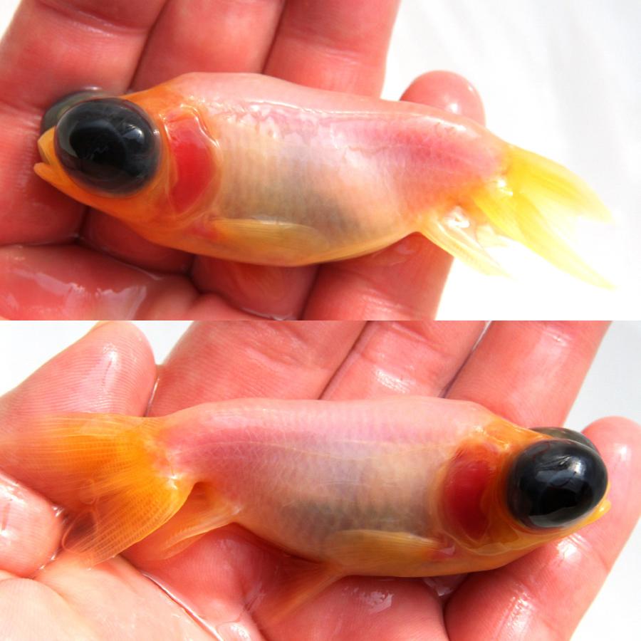 国産金魚）一点物 ミルク出目丹鳳 9cm±（1匹） 北海道航空便要保温