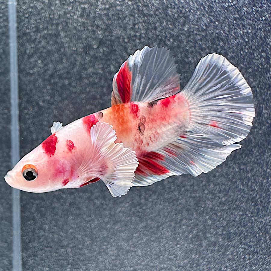 熱帯魚）一点物 鯉ベタ エレファントイアーハーフムーンプラカット