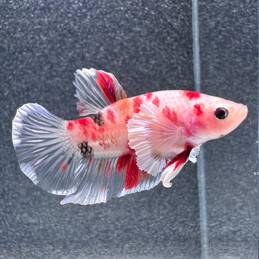 カラフルな熱帯魚　心がなごみます 熱帯魚）一点物 鯉ベタ エレファントイアーハーフムーンプラカット