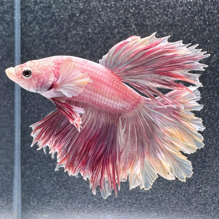 熱帯魚）一点物 ベタ ハーフムーン コンノック ラベンダー オス（1匹