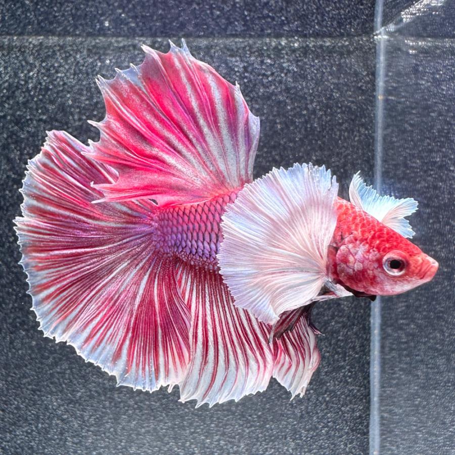 熱帯魚）一点物 ベタ エレファントイアーハーフムーン サラマンダー 
