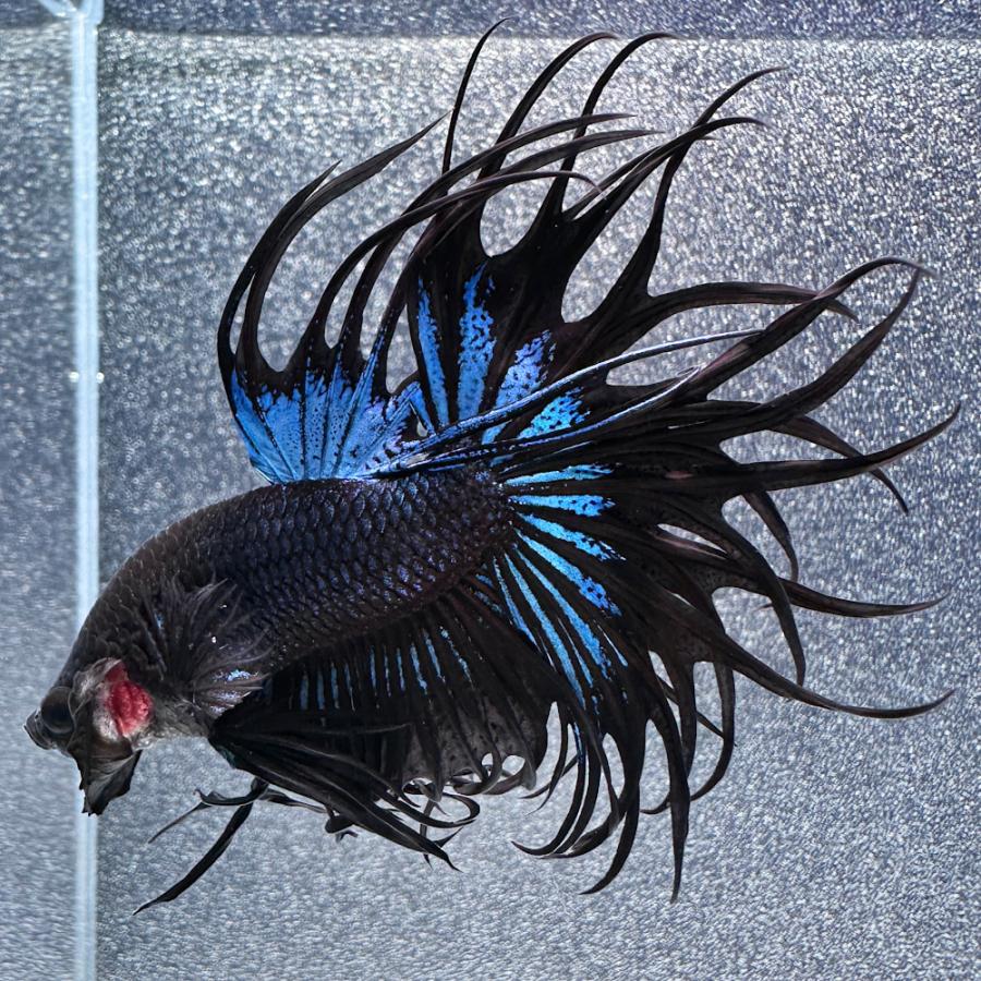 熱帯魚）一点物 ベタ・キングクロスクラウンテール ブラックオーキッド