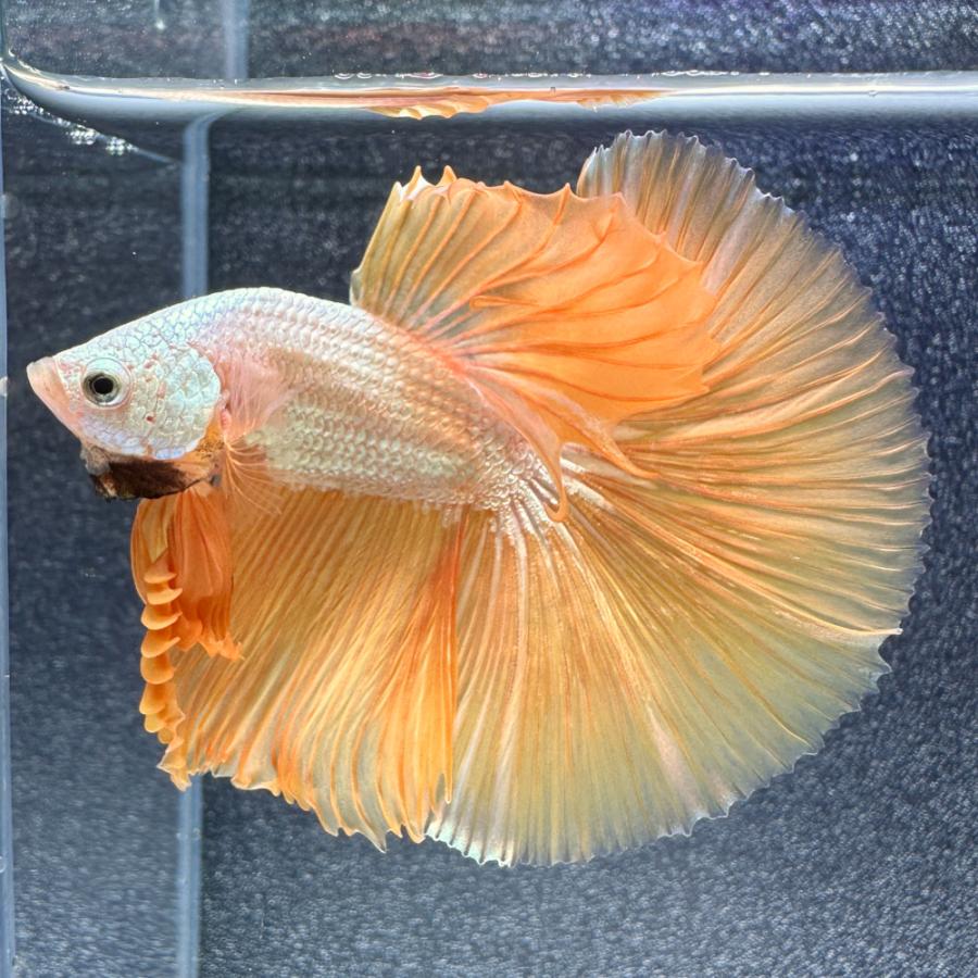 熱帯魚）一点物 ベタ ハーフムーン イエロードラゴン オス（1匹