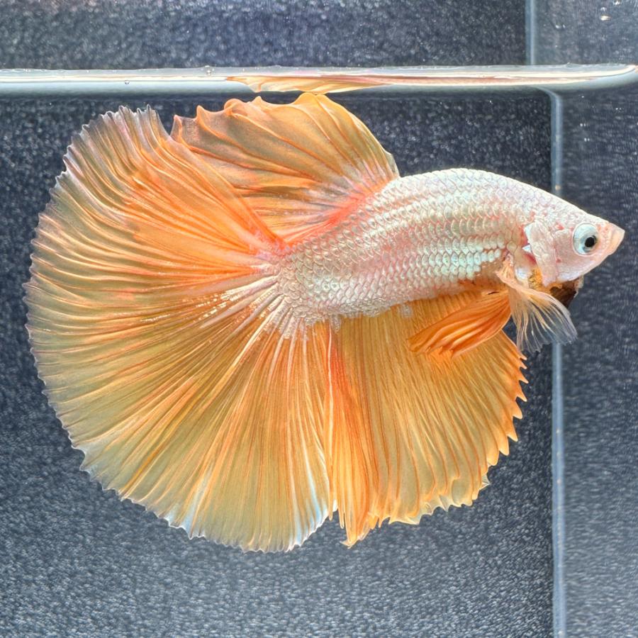 熱帯魚）一点物 ベタ ハーフムーン イエロードラゴン オス（1匹