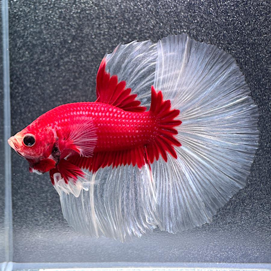 【AQUA COUTURE】タイ輸入厳選ベタ　ハーフムーンクリアフィン 熱帯魚）一点物 ベタ ハーフムーン レッド クリアフィン（1匹