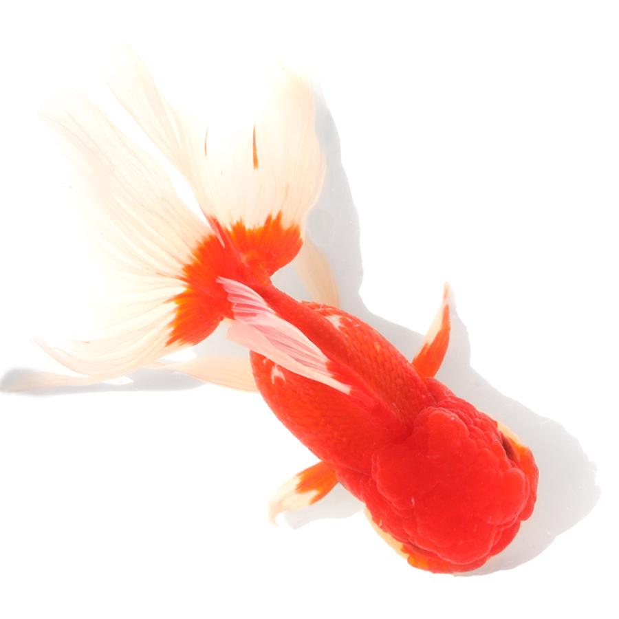 国産金魚）一点物 飯田オランダ獅子頭 3才 19cm±（1匹 