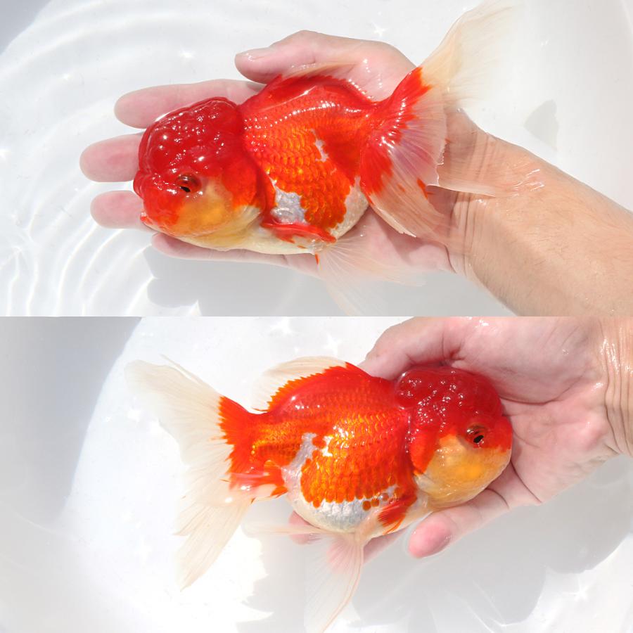 兄弟金魚(飯田さん　サラサオランダ獅子頭) 飯田産 完売致しました。 更紗オランダ 12cm オス #goldfish #kingyo